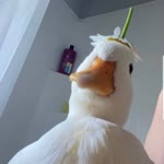 Sila
