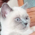 Necla