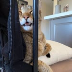 Aleyna
