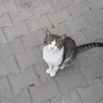 Yakup