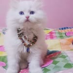 Melek