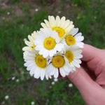 Merve
