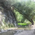 Bahar