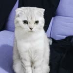 Kaan