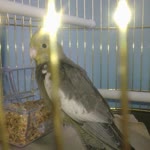 Yusuf