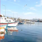 Mavi