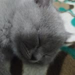 Saliha