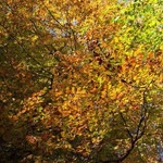 Elif