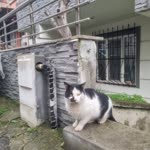 Bilinmez