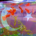 Aşkın