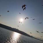Şeyda