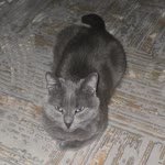 Metin