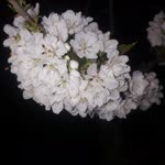 Sinem