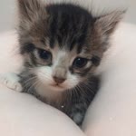 Sultan