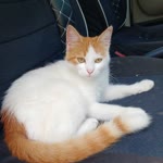 Volkan