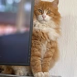 İrfan