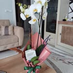 Yasemin