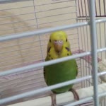 Bekir