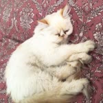 Buse