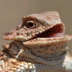 Reptilian