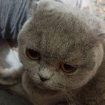 Seval