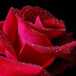 Hatice