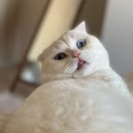 Kübra