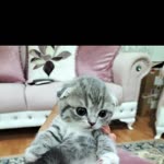 Orhan