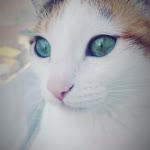 Rafet