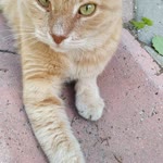 Pınar