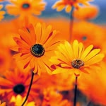 Emel