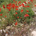 Suna