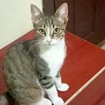 Khamis