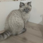 Belinay