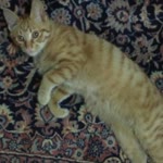 Özlem