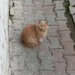 Erkan