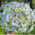 Metin