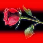 Habip