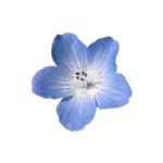 Alya