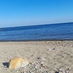 Çiğdem