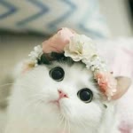 Nur