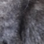 Burcu
