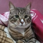 Beyza
