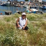 Sibel