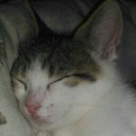 Serhat