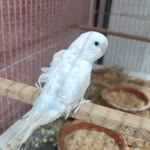 Gökay