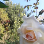 Fatma