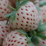 Müzeyyen