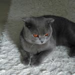 Ali