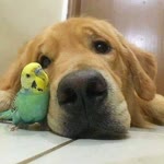 Erhan